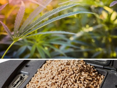 Granulés de chanvre : Les pellets les plus économiques en approche
